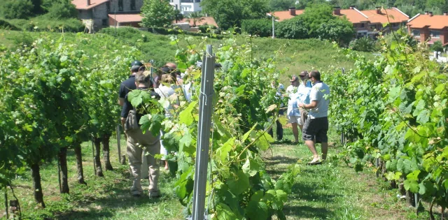 Txakoli de Getaria Visita y cata en Bodega de Zarautz
