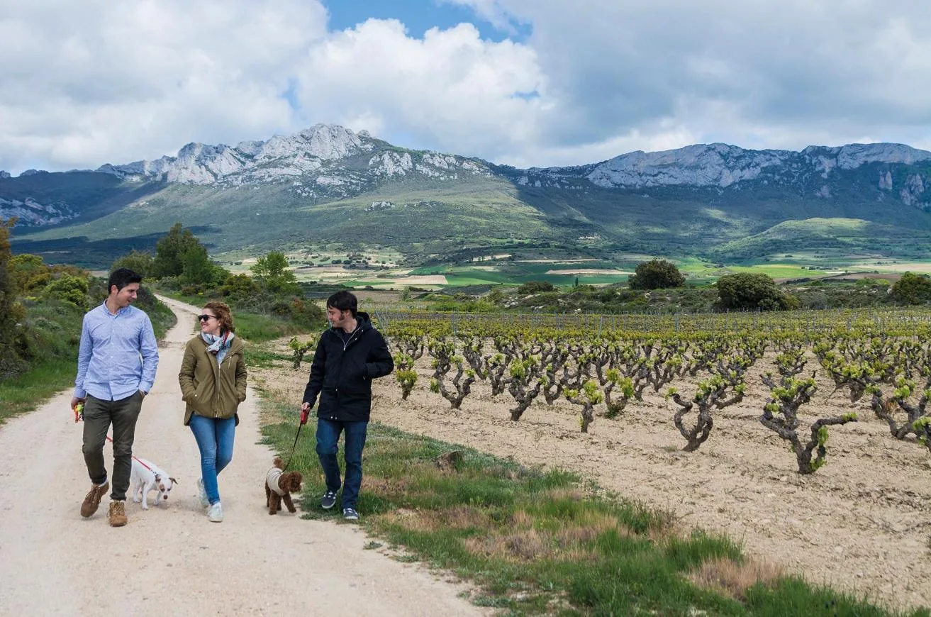 Un paseo entre los viñedos de Rioja Alavesa con perro