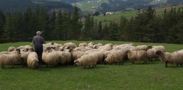 Goierri, pastor por un día. De los pastos a la quesería