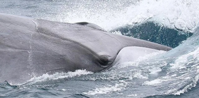 Santurtzi, ver ballenas